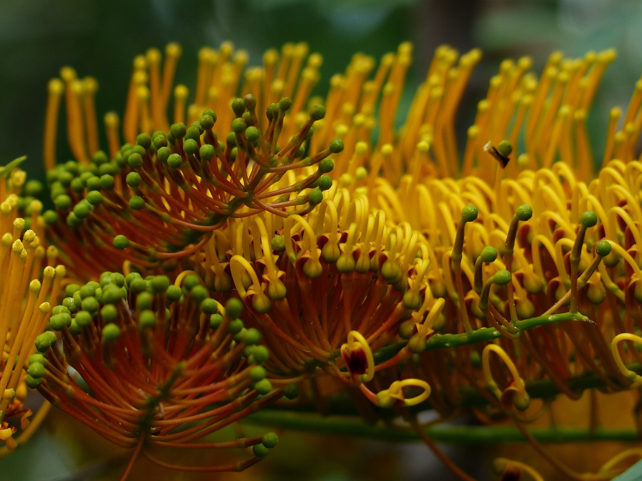 I fiori australiani per sostenere l'umore